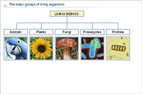 The major groups of living organisms