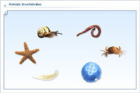 Animals: invertebrates
