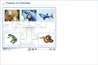Features of vertebrates