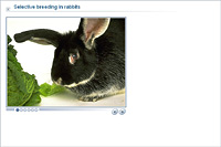 Selective breeding in rabbits
