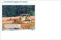 Unsustainable logging in the Amazon