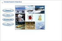 Animals found in Antarctica