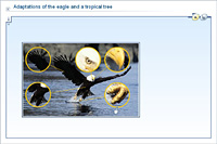 Adaptations of the eagle and a tropical tree