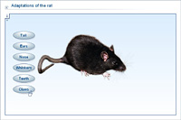 Adaptations of the rat