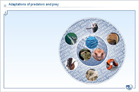 Adaptations of predators and prey