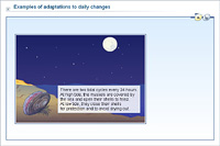 Examples of adaptations to daily changes