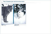 The Canadian lynx  and snowshoe hare
