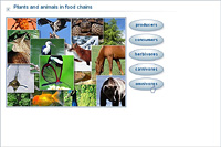 Plants and animals in food chains
