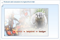 Producers and consumers in a typical food chain