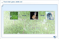 Food chain: grass, rabbit, owl