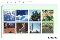 Recognising examples of biological weathering