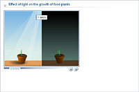 Effect of light on the growth of food plants
